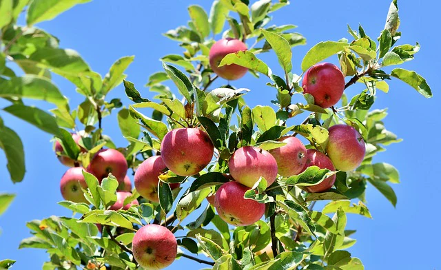 Frutales