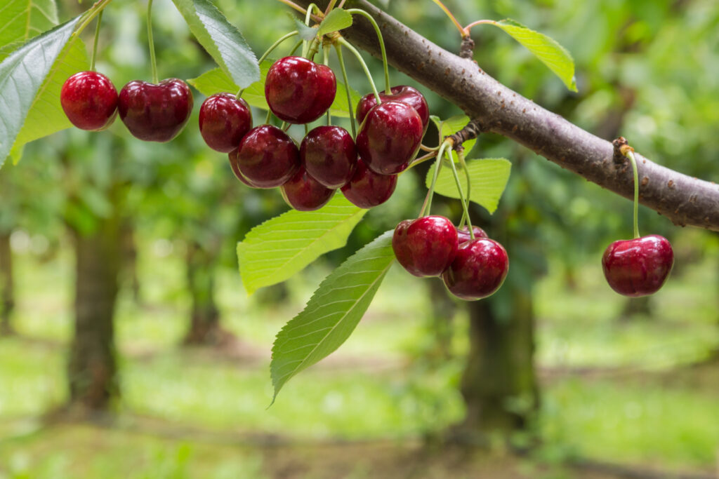 Frutales mayores